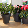 Parrot Flower Power - App-Controlled Smart Plant Monitor