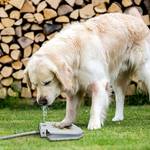 Paw-Activated Dog Water Fountain
