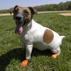 Pawz Natural Rubber Dog Boots