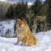 Pawz Natural Rubber Dog Boots