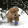 Pawz Natural Rubber Dog Boots