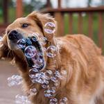 Peanut Butter and Bacon-Scented Bubbles For Dogs