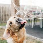 Peanut Butter and Bacon-Scented Bubbles For Dogs