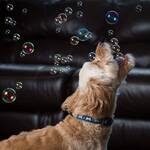 Peanut Butter and Bacon-Scented Bubbles For Dogs