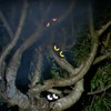 Peep n' Peepers - Spooky Illuminated Eyes to Hide in the Bushes