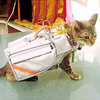 Pet Emergency Evacuation Jacket