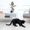 Petcube Play - Interactive HD Pet Video Camera With Built-in Laser Toy