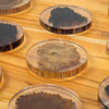 Petrified Wood Coasters