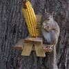 Picnic Table Squirrel Feeder