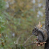 Picnic Table Squirrel Feeder