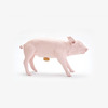 Pig Bank - Piggy Bank in the Form of an Actual Pig
