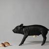 Pig Bank - Piggy Bank in the Form of an Actual Pig