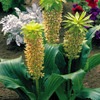 Pineapple Lily