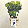 Pixie Grapes - Ornamental and Edible Grapes for the Patio