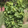Pixie Grapes - Ornamental and Edible Grapes for the Patio