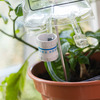 Plant Life Support - H2O IV Drip Bag