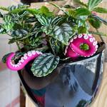 Plant Monsters - Creepy Tentacles For Houseplants