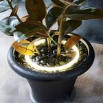 Planter Ring Light - Dramatic Plant Uplighting