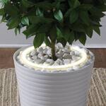 Planter Ring Light - Dramatic Plant Uplighting