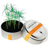 Plants in Cans - Cool Mini Desktop Gardens