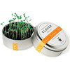 Plants in Cans - Cool Mini Desktop Gardens