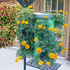 Plug N Gro-Bag - Vertical Grow Bag