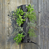 Polanter Self-Watering Vertical Planter