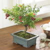Pomegranate Bonsai Tree