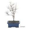 Pomegranate Bonsai Tree