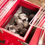 Portable Charcoal Grill Toolbox