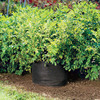 Potato Bin - Grow Your Own Potatoes - No Garden Required!