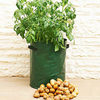 Potato Patio Planter