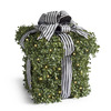 Pre-Lit Boxwood Presents