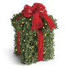 Pre-Lit Boxwood Presents