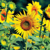 Pre-Seeded Roll Out Sunflower Mat
