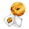 Prehistoric Insect In Amber