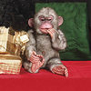 Monkey Alert! Puki the Baby Monkey