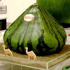 Pyramid & Square Shaped Watermelons