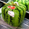 Pyramid & Square Shaped Watermelons