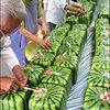 Pyramid & Square Shaped Watermelons