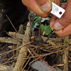 RattlerStrap Survival Fire Starter Boot Laces