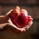 Realistic Chocolate Anatomical Human Hearts