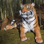 Realistic Life-Sized Bengal Tiger Replica