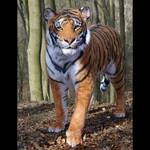 Realistic Life-Sized Bengal Tiger Replica