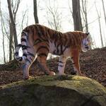 Realistic Life-Sized Bengal Tiger Replica