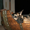 Reclaimed Wine Barrel Dog Bed