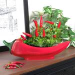 Red Hot Chili Planter