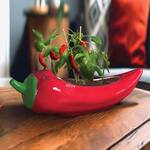 Red Hot Chili Planter