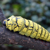 Remote Control Caterpillars