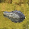 Remote Control Crocodile Head